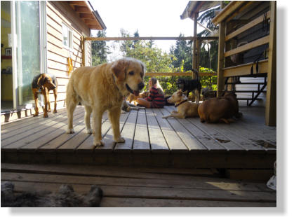 Pawsitive Adventures
