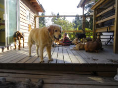 Pawsitive Adventures