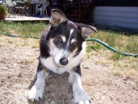 RIP - Jessie at Pawsitive Adventures