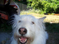 RIP - Kayla at Pawsitive Adventures