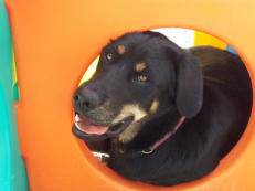 Luka - at Pawsitive Adventures