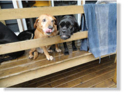 Pawsitive Adventures