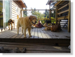 Pawsitive Adventures